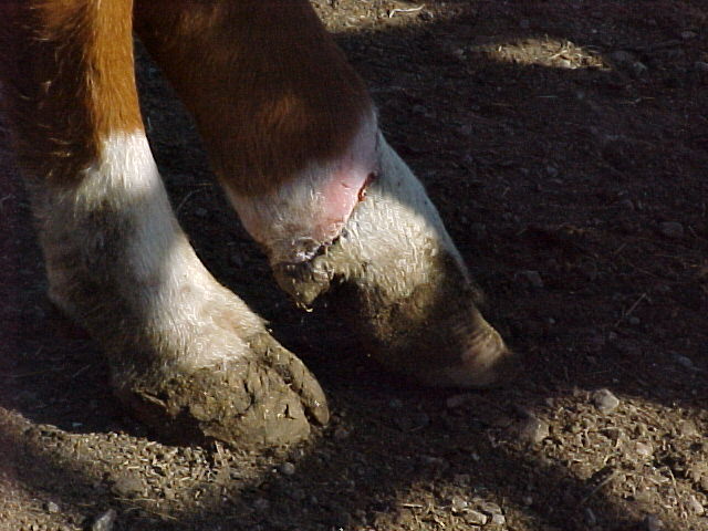 SS Fescue Foot